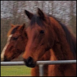 Two horses in a field 